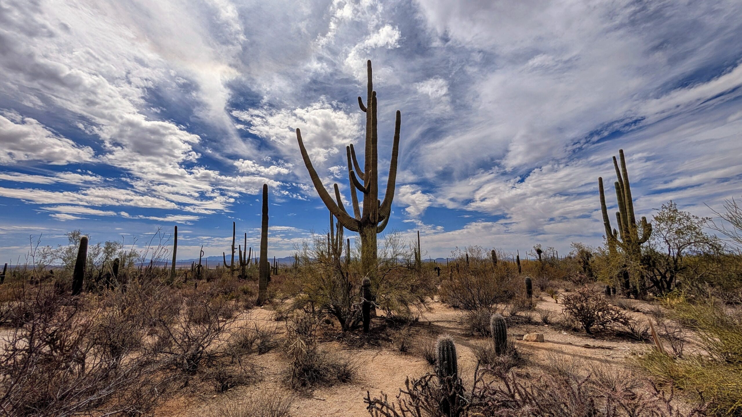 LA to Saguaro National Park – Greed Speed